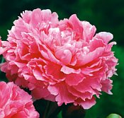 Paeonia lactiflora _Pink Parfait_175 Paeonia lactiflora _Pink Parfait_175