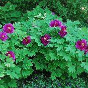 Paeonia suff Hanadaijin 175 Paeonia suff Hanadaijin 175