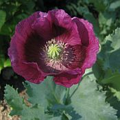 Papaver Laurens Grape 175 Papaver Laurens Grape 175