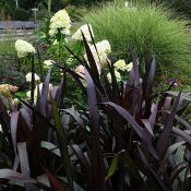 Pennisetum First Knight 175 Pennisetum First Knight 175