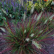 Pennisetum a Burg Bun best175 Pennisetum a Burg Bun best175