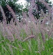 Pennisetum o. 'Karley Rose' Pennisetum o. 'Karley Rose'