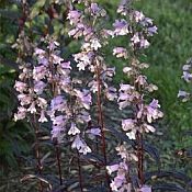 Penstemon dig Blackbeard 175 Penstemon dig Blackbeard 175