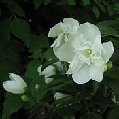 Philadelphus x Snowbelle Philadelphus x Snowbelle
