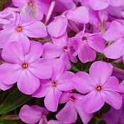 Phlox Forever Pink 175 Phlox Forever Pink 175