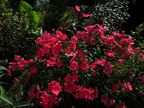 Phlox Top Shelf Wat Punch 500 Phlox Top Shelf Wat Punch 500