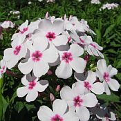 Phlox pan Flame Wt Eye 175 Phlox pan Flame Wt Eye 175