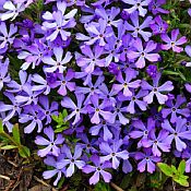 Phlox sub Violet Pinwheels 175 Phlox sub Violet Pinwheels 175