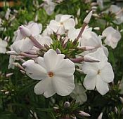 Phlox x Minnie Pearl 175 Phlox x Minnie Pearl 175