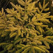 Picea o Gaul Aurea 175 Picea o Gaul Aurea 175
