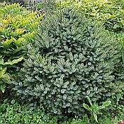 Picea omorika Nana 175 Picea omorika Nana 175
