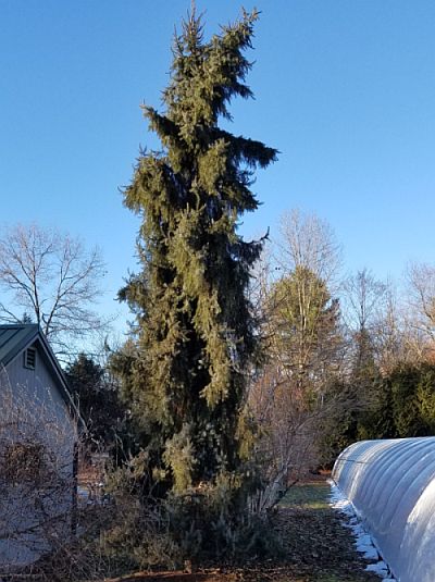 Picea omorika Pendula 400 x 500 Picea omorika Pendula 400 x 500