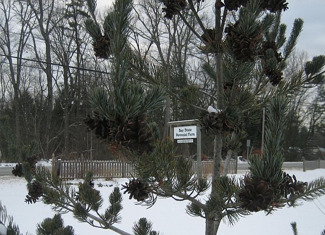 Pinus parv. 'Glauca' winter Pinus parv. 'Glauca' winter