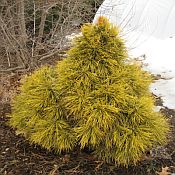 Pinus sylvestris Aurinsis 175 Pinus sylvestris Aurinsis 175