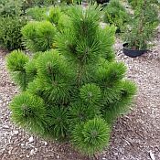 Pinus thunbergii Thunderhead 175 Pinus thunbergii Thunderhead 175