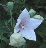 Platycodon grand. 'Astra Pink' 175 Platycodon grand. 'Astra Pink' 175