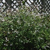 Porteranthus tri 175 Porteranthus tri 175