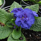 Primula Belarina Cobalt Blue Primula Belarina Cobalt Blue