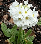 Primula denticulata 'Alba' Primula denticulata 'Alba'