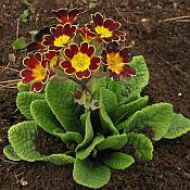 Primula elator Gold Lace 175 Primula elator Gold Lace 175
