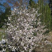 Prunus x Hally Jolivette175 Prunus x Hally Jolivette175
