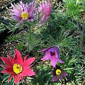 Pulsatilla v Papageno Pulsatilla v Papageno
