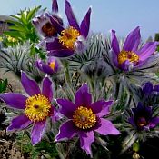 Pulsatilla v Violet Bells Pulsatilla v Violet Bells