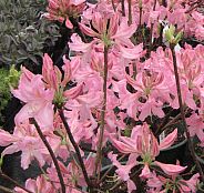 Rh. p. 'Marie Hoffman' 175 Rh. p. 'Marie Hoffman' 175