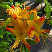 Rh (Azalea) calendulaceum Rh (Azalea) calendulaceum