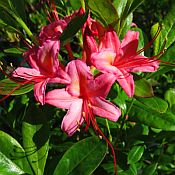 Rhododendron (Azalea) vis Pink and Sweet 175 Rhododendron (Azalea) vis Pink and Sweet 175