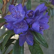 Rhododendron x 'Blue Baron' Rhododendron x 'Blue Baron'