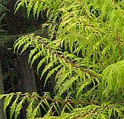 Rhus t Tiger Eyes 175 Rhus t Tiger Eyes 175