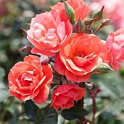 Rosa Coral Knock Out Rosa Coral Knock Out