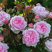 Rosa David Austin Olivia Rose Austin 175 Rosa David Austin Olivia Rose Austin 175