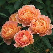 Rosa Lady of Shallot 175 Rosa Lady of Shallot 175