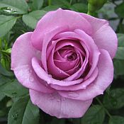 Rosa Veranda Lavender Rosa Veranda Lavender