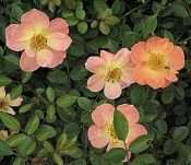 Rosa 'Oso Easy Paprika' 175 Rosa 'Oso Easy Paprika' 175
