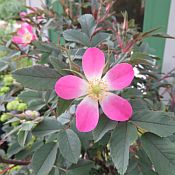 Rosa glauca 175 2016 best Rosa glauca 175 2016 best