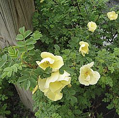 Rosa hugonis 250 Rosa hugonis 250