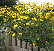 Rudbeckia 'Herbstonne' Rudbeckia 'Herbstonne'