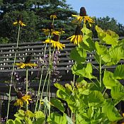 Rudbeckia_maximum_175 Rudbeckia_maximum_175