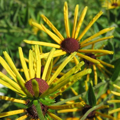 Rudbeckia sub Henry Eilers 400 Rudbeckia sub Henry Eilers 400