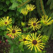 Rudbeckia subtomentosa Henry Eilers 175 Rudbeckia subtomentosa Henry Eilers 175
