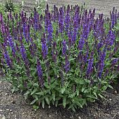 Salvia New Dim Bl Salvia New Dim Bl