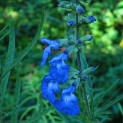 Salvia azurea 174 Salvia azurea 174
