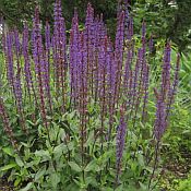 Salvia n. 'Caradonna' Salvia n. 'Caradonna'