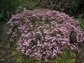Saponaria o. #2 175 Saponaria o. #2 175