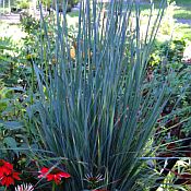 Schizachyrium Standing Ovation 175 Schizachyrium Standing Ovation 175