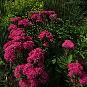 Sedum Carl 175 Sedum Carl 175