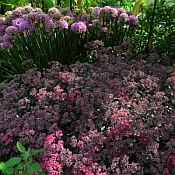 Sedum Dazzleberry 175 2016 Sedum Dazzleberry 175 2016